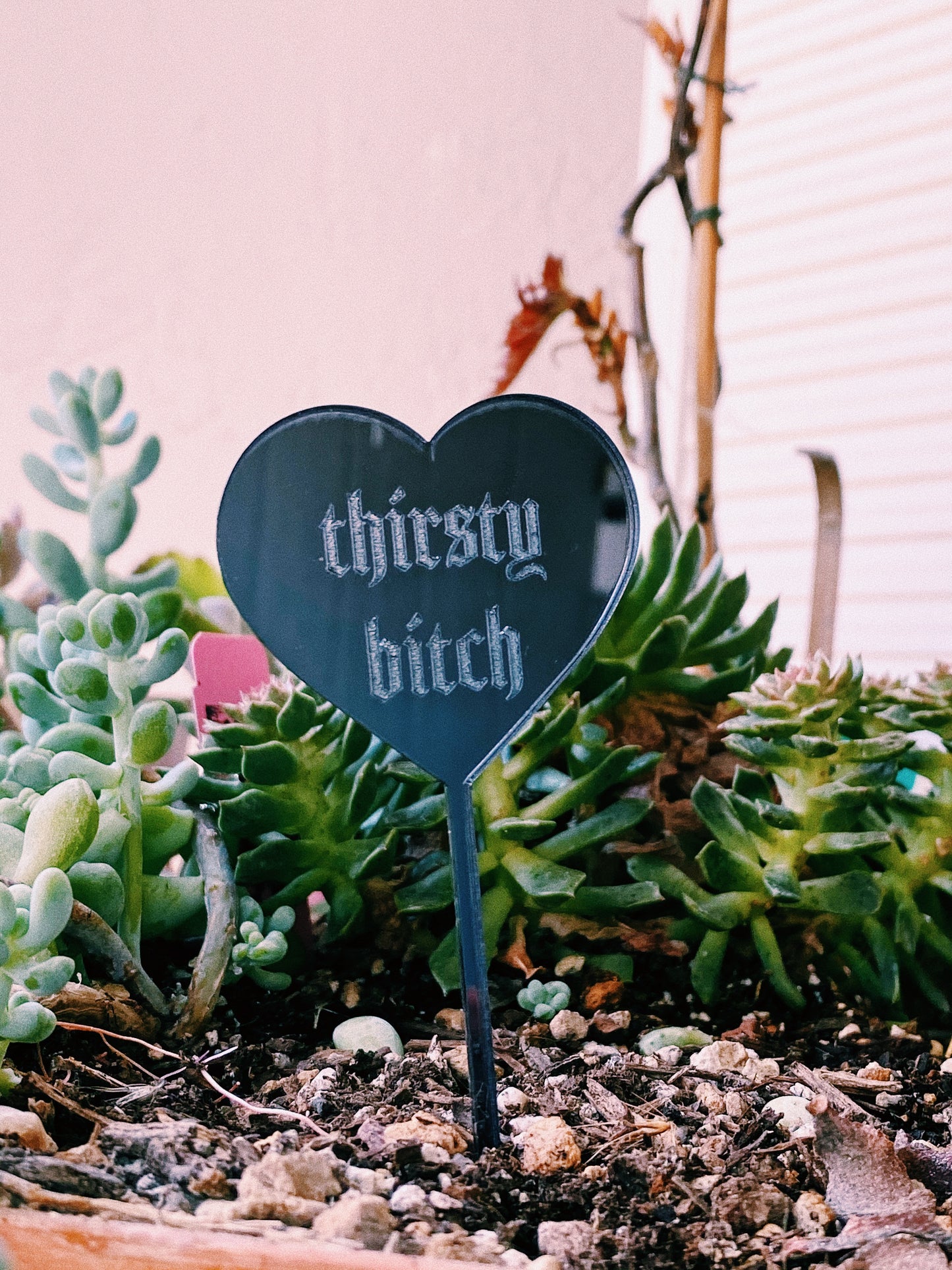 “thirsty bitch” Plant Pun Plant Stake
